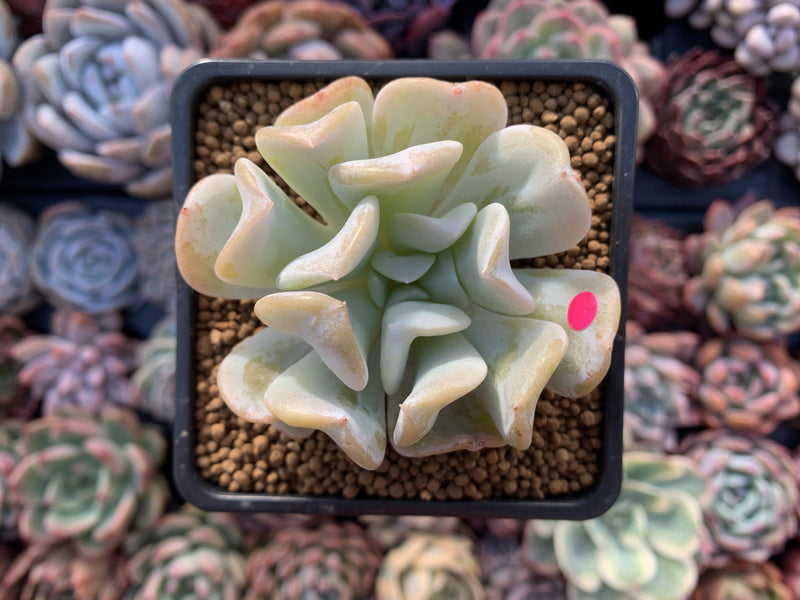 Echeveria 'Exotic' 2"-3" Powdery Succulent Plant