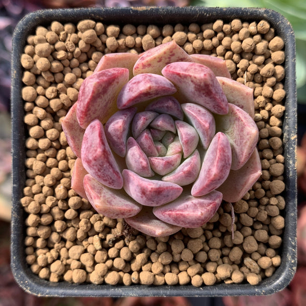 Echeveria 'Escar' 1" Small New Hybrid Succulent Plant