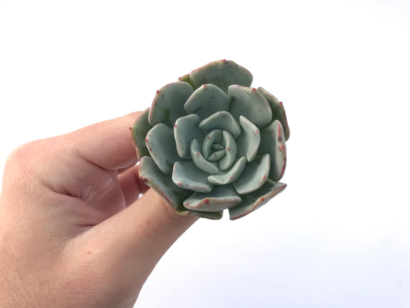 Echeveria 'Milkis' 2" New Hybrid Powdery Succulent Plant