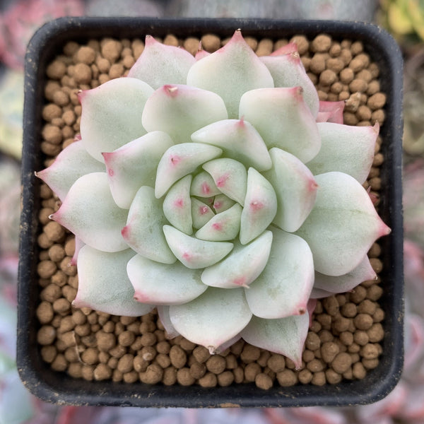 Echeveria 'Tippy' Variegated 1" Small Succulent Plant