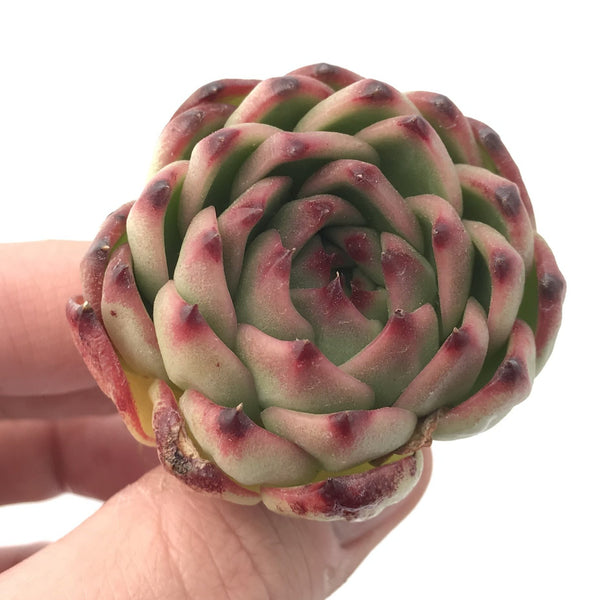 Echeveria sp. 3” Rare Succulent Plant