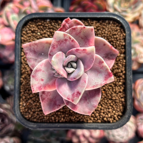 Graptopetalum 'Bainesii' Variegated 2" Succulent Plant