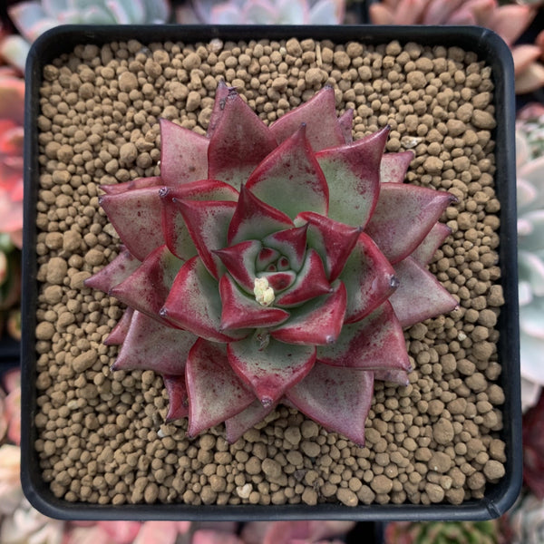 Echeveria Agavoides 'Red Ebony' 3" Succulent Plant