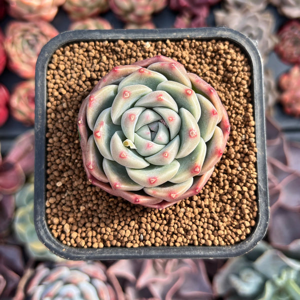 Echeveria 'Alba Beauty' 1"-2" Succulent Plant