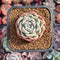 Echeveria 'Alba Beauty' 1"-2" Succulent Plant