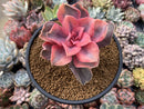 Echeveria 'Rainbow' Variegated 3"-4" Succulent Plant