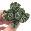 Crassula 'Buddha's Temple' Cluster 2"-3" Succulent Plant