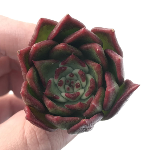 Echeveria Agavoides sp. 1"-2" Succulent Plant