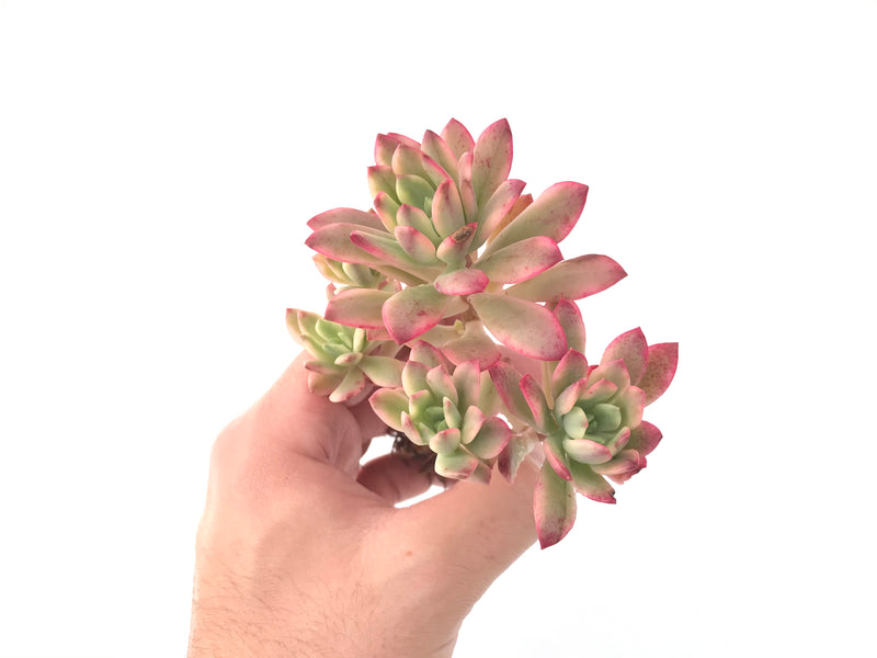 Echeveria 'Minibelle' Variegated Cluster 3"-4" Succulent Plant