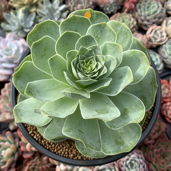 Greenovia Diplocycla 'Gigantea' 5"-6" Succulent Plant