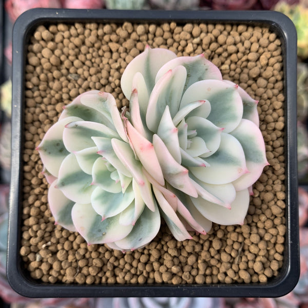 Echeveria 'Compton Carousel' 2"-3" Double-Headed Cluster Succulent Plant