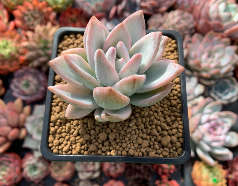 Pachyveria 'Simonasa' Variegated 3" Powdery Succulent Plant