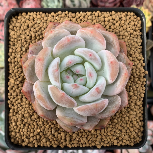 Echeveria 'Orange Monroe' 3" Powdery Succulent Plant