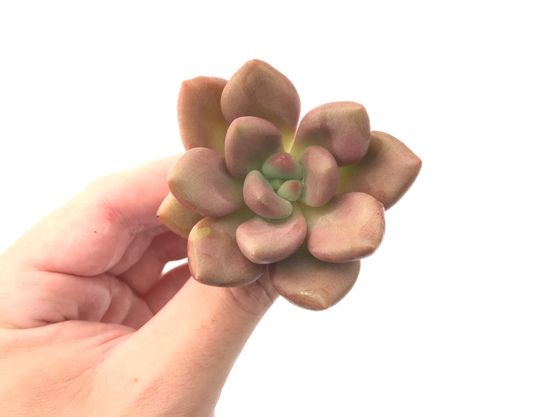 Graptoveria 'Ruby Donna' 2"-3" Succulent Plant