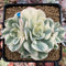 Echeveria 'Compton Carousel' Variegated 4" Cluster Succulent Plant