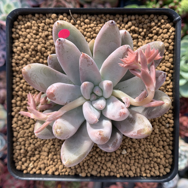 Echeveria 'Tolimanensis' 4" Large Succulent Plant