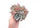 Echeveria 'Ivory' Hybrid Cluster 8" Large Specimen Rare Succulent Plant