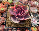 Echeveria 'Rainbow' Variegated 4" Succulent Plant