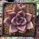 Echeveria Agavoides 'Red Ebony' 3" Succulent Plant