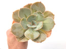 Echeveria 'SlimeBall' 5" Large Succulent Plant