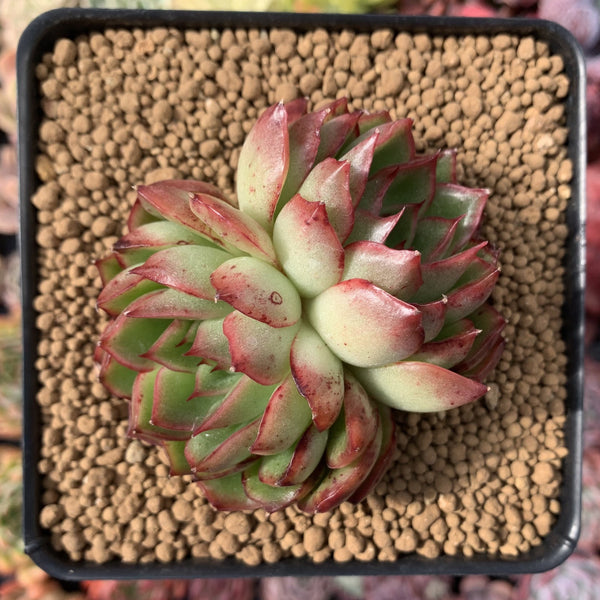 Echeveria Agavoides 'Nominoe' 3" Succulent Plant