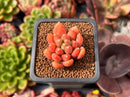 Pachyphytum Compactum 'Pink Glaucum' 1" Succulent Plant