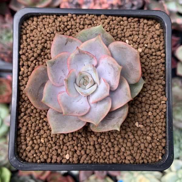 Echeveria 'Apricot Story' 1"-2" New Hybrid Succulent Plant