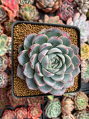 Echeveria 'Lonely Heart' 4" Powdery Succulent Plant