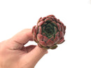 Echeveria 'Cortes' 2" Succulent Plant