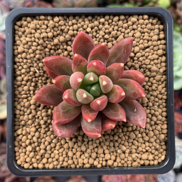 Pachyphytum Compactum 'Pink Glaucum' 2" Succulent Plant