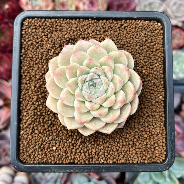 Echeveria sp. 2" Succulent Plant