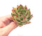 Echeveria Agavoides ‘Freckled Maria’ 3” Rare Succulent Plant