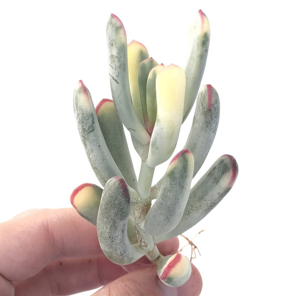 Cotyledon 'Orbiculata' Variegated Thin Leaf 2"-3" Succulent Plant