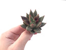 Echeveria Agavoides 'Planetary Stars' 3" Succulent Plant