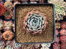 Echeveria sp. 3" Succulent Plant