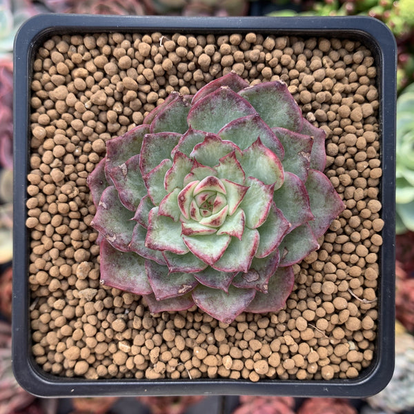 Echeveria 'Dancing Bird' Lightly Variegated 2" New Hybrid Succulent Plant