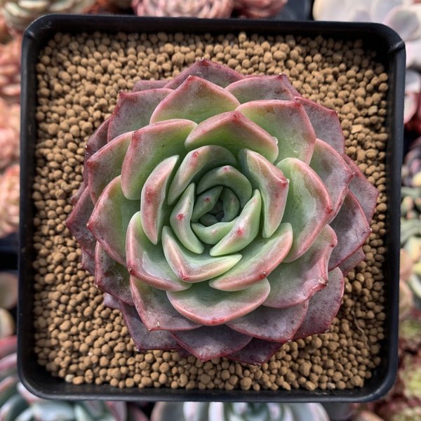 Echeveria sp. 3" Succulent Plant