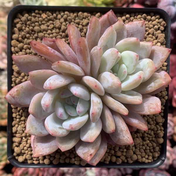 Echeveria 'Elegans Potosina' 3" Cluster Succulent Plant