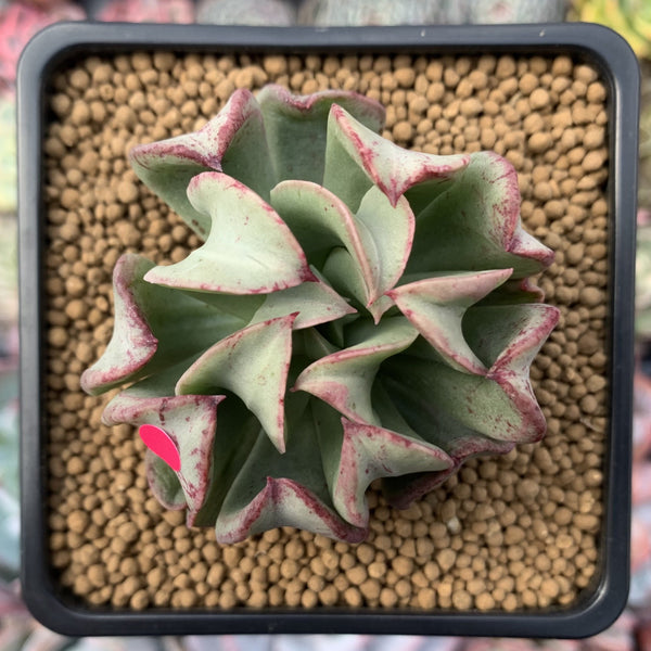 Echeveria 'Black Hawk' 2" Succulent Plant