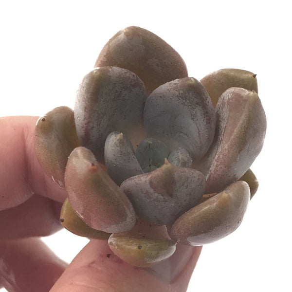 Echeveria 'Jinjuhee" 1" Rare Succulent Plant