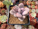 Graptopetalum 'Amethystinum’ 2” Succulent Plant