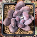 Pachyveria 'Beauty' 2" Powdery Succulent Plant