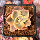 Graptopetalum 'Bainesii' Variegated 2" Succulent Plant