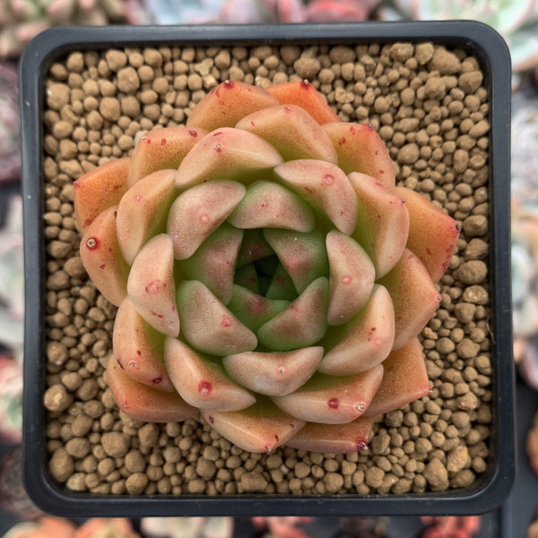 Echeveria Agavoides 'Medina' 2" Succulent Plant