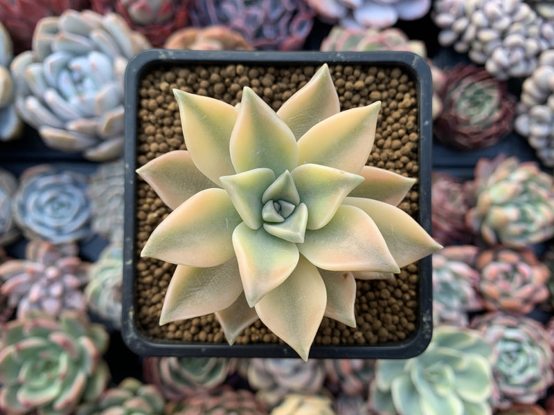 Graptopetalum 'Paraguayense' Variegated 2" Succulent Plant