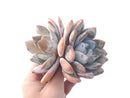 Echeveria 'Ivory' 5" Cluster Large Powdery Succulent Plant