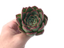 Echeveria 'Amor' 4" Succulent Plant