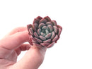 Echeveria 'Ewha' 2" Succulent Plant