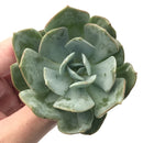 Echeveria 'Milkis' New Hybrid 3" Rare Succulent Plant