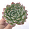 Echeveria 'Yusuke' 3" Succulent Plant